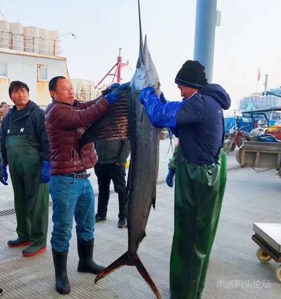 吕四渔船捕获的一条2米长的“游泳冠军”，嘴巴有“长剑”！