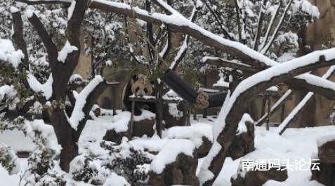 南通下雪了！最先玩雪的，竟然是大熊猫！