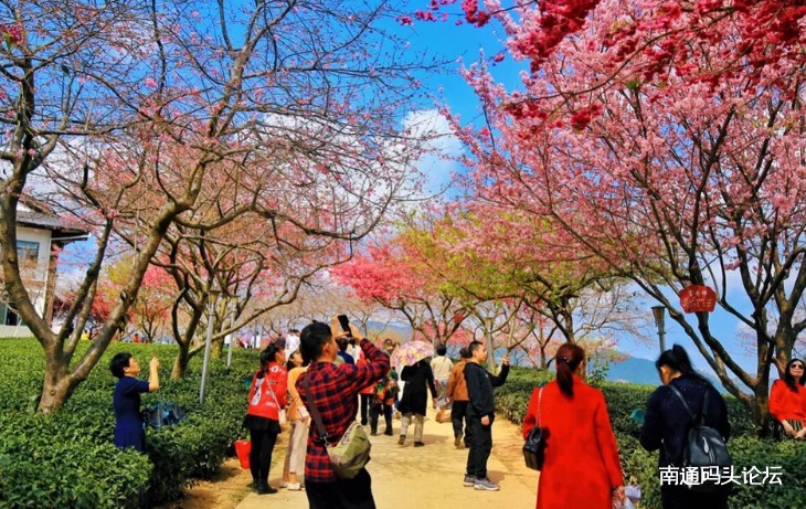 踏青好去处，中国最美樱花胜地，赏花全攻略