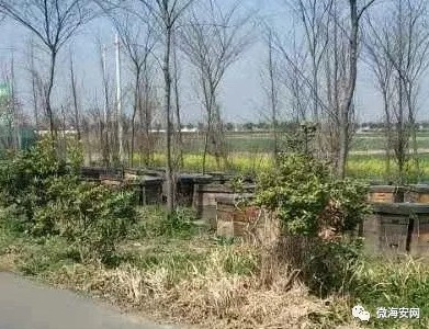 网友爆料：海安某公路边养蜂人安营扎寨，影响出行安全！