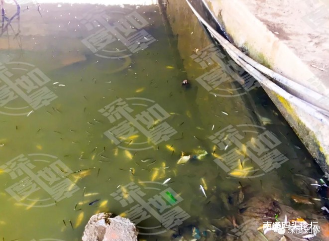 如皋红旗桥附近水域漂浮大量死鱼，引周围百姓争相抢捞