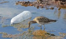 海洋已被塑料污染，导致被人体食盐的食盐充满微塑料！长期食用到期人类出现各种肠胃疾病！南通人你们知道吗？