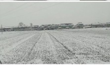 如皋迎来农历新年第一场雪，美翻了！明后两天还有雪？