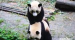 年底比较开心的事来了，南通森林野生动物园来大熊猫了，萌萌哒