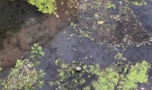 海安曲塘高中旁藏一条又脏又臭的河！网友"我敢打赌这就是黑龙江！"