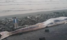 南通启东市海上浮现较大的鲸鱼发现死了，现场鲸鱼图片