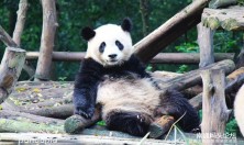年底比较开心的事来了，南通森林野生动物园来大熊猫了，萌萌哒