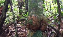 在亚马逊雨林里徒步会遇到什么呢？