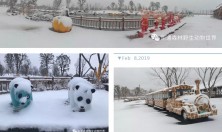 南通下雪了！最先玩雪的，竟然是大熊猫！