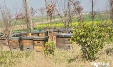 网友爆料：海安某公路边养蜂人安营扎寨，影响出行安全！