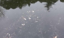 如皋水绘园一带护城河面惊现大量死鱼，发出阵阵恶臭味！